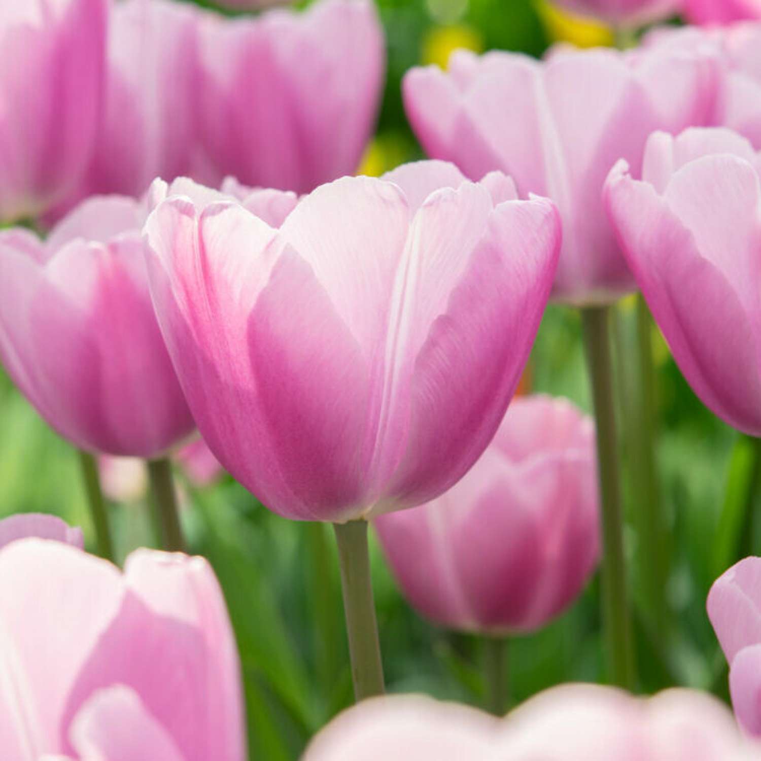 Tulipan 'Argos'
